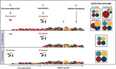 Priority of Early Colonizers but No Effect on Cohabitants in a Synergistic Biofilm Community